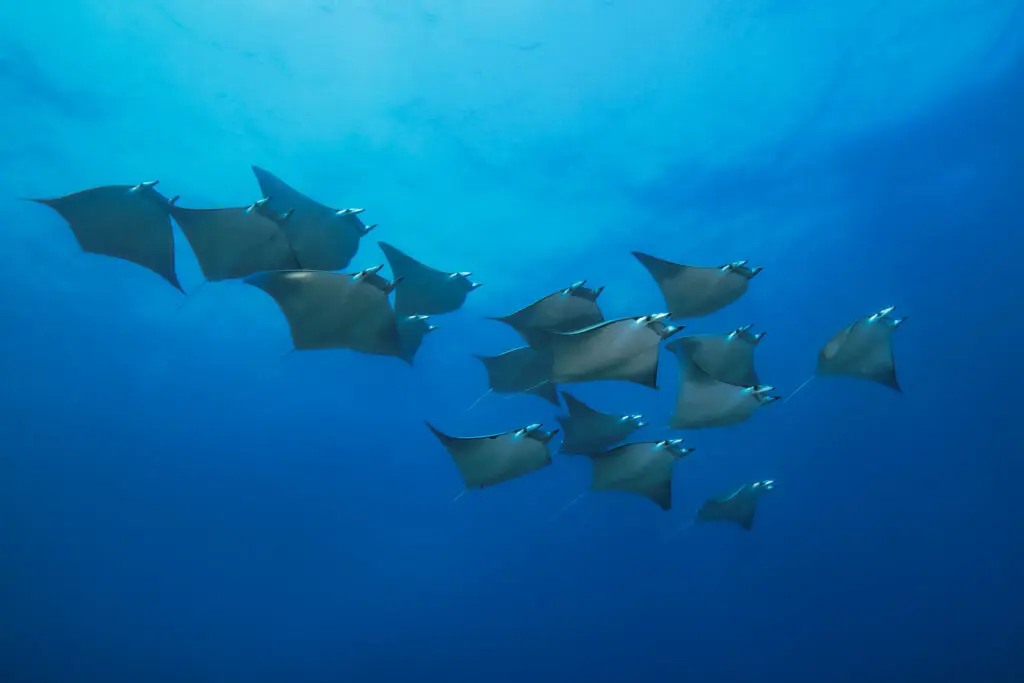 SFF Diving (9)