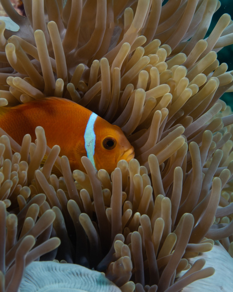 SFF Azimut Sirru Fen Fushi Reef Coral Clownfish