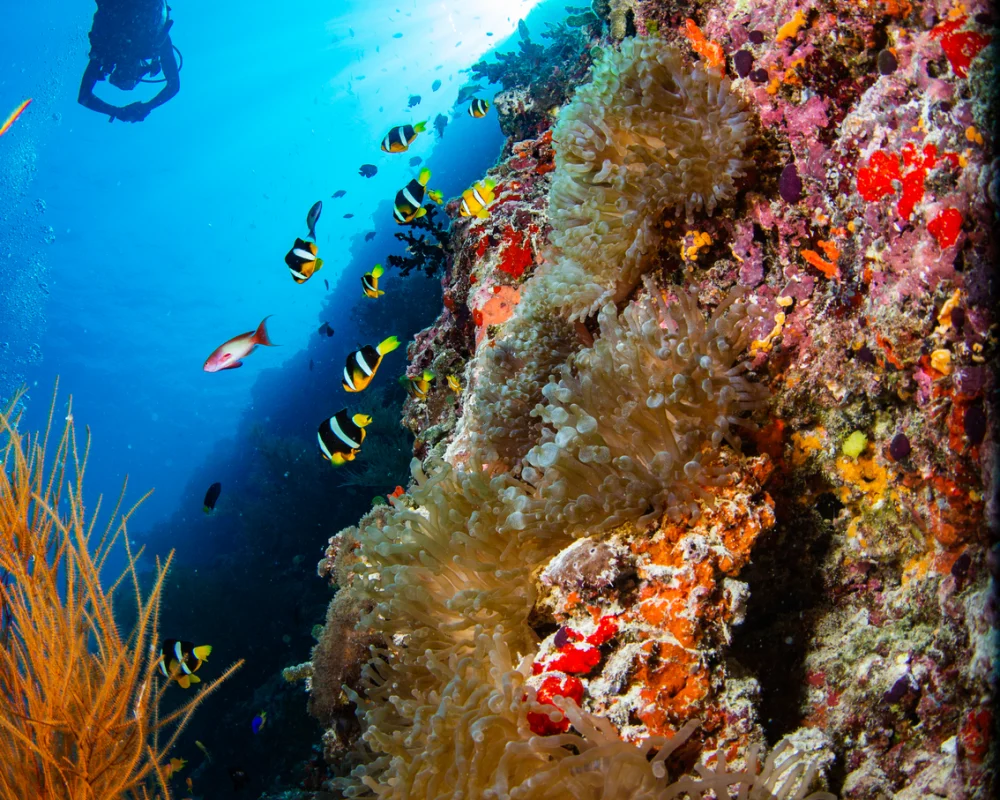 SFF Diving (47 von 50)