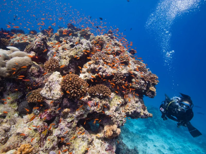 Sirru Feather Stars &amp; Sea Goldies 1